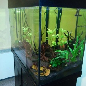 Acquario da 160 litri con mobile