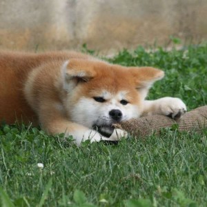 vendesi cuccioli di akita inu