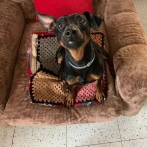 Cerco Pinscher Femmina