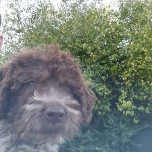 Lagotto romagnolo