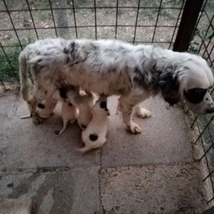 Cuccioli di Setter Inglese