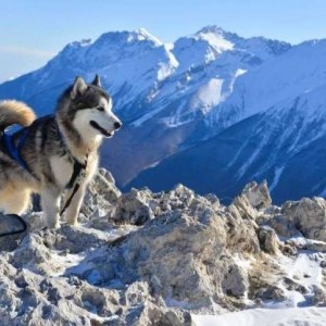 Alaskan Malamute