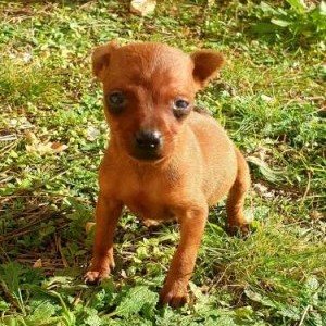 Cucciolo Pinscher