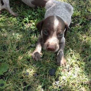cuccioli da tartufo