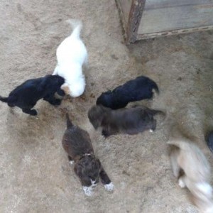 Cuccioli da Tartufo