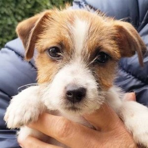 Jack russell terrier