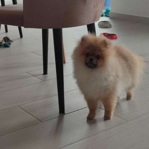 Cuccioli Spitz Pomerania originale