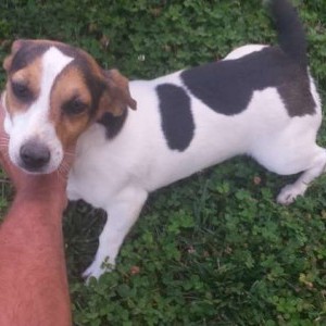 jack russel