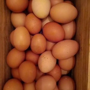 Uova fresche di galline ruspanti, minimo 10