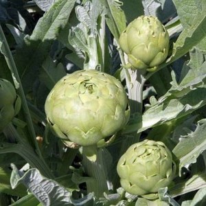 Piante del carciofo bianco di Pertosa o del Tanagro