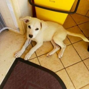Cucciola di meticcio binca 3 mesi in regalo