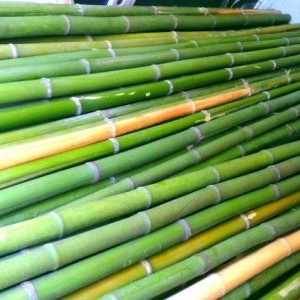 Vendo canne di bambù bambu con diametro da 1 a 10